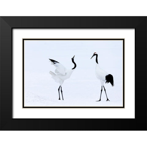 Japan-Hokkaido-Kushiro Two red-crowned cranes begin a courtship dance Black Modern Wood Framed Art Print with Double Matting by Goff, Ellen
