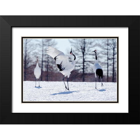 Japan-Hokkaido-Kushiro Two red-crowned cranes practice their courtship dance Black Modern Wood Framed Art Print with Double Matting by Goff, Ellen