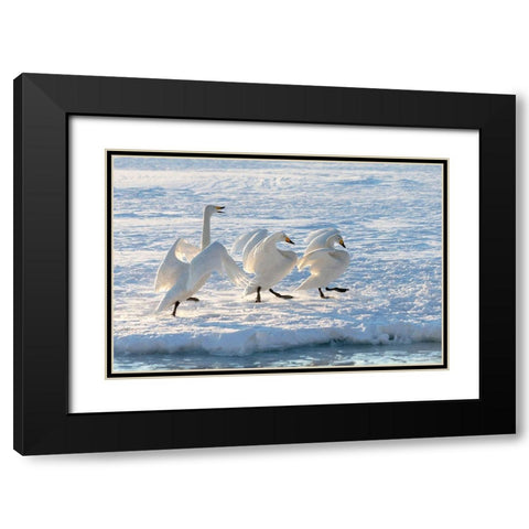 Japan-Hokkaido A group of three whooper swans parade along the edge of the ice Black Modern Wood Framed Art Print with Double Matting by Goff, Ellen