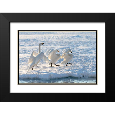 Japan-Hokkaido A group of three whooper swans parade along the edge of the ice Black Modern Wood Framed Art Print with Double Matting by Goff, Ellen
