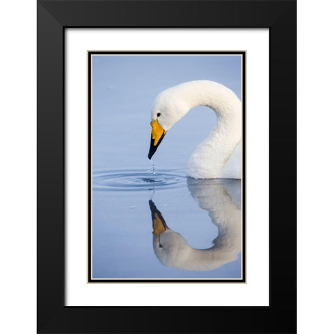 Japan-Hokkaido A whooper swan drips water from its bill after drinking Black Modern Wood Framed Art Print with Double Matting by Goff, Ellen