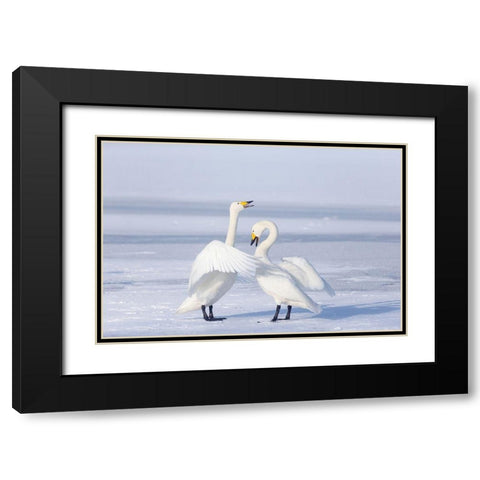 Japan-Hokkaido A pair of whooper swans celebrate loudly with each other after landing on the ice Black Modern Wood Framed Art Print with Double Matting by Goff, Ellen