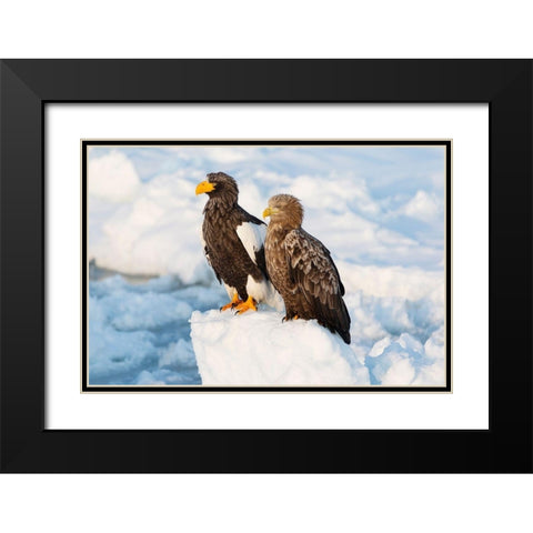 Japan-Hokkaido-Rausu Portrait of a Stellers sea eagle nest to a white-tailed eagle Black Modern Wood Framed Art Print with Double Matting by Goff, Ellen