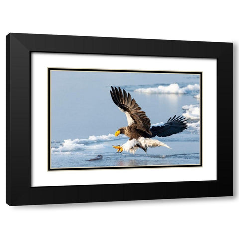 Japan-Hokkaido-Rausu A Stellers sea eagle swoops down with talons outstretched Black Modern Wood Framed Art Print with Double Matting by Goff, Ellen