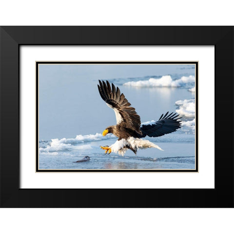 Japan-Hokkaido-Rausu A Stellers sea eagle swoops down with talons outstretched Black Modern Wood Framed Art Print with Double Matting by Goff, Ellen