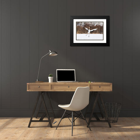 Japan-Hokkaido-Kushiro An immature red-crowned crane spreads its wings in its dance practice Black Modern Wood Framed Art Print with Double Matting by Goff, Ellen