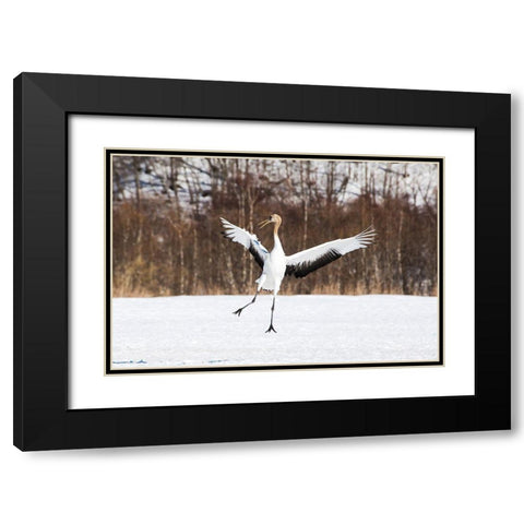 Japan-Hokkaido-Kushiro An immature red-crowned crane spreads its wings in its dance practice Black Modern Wood Framed Art Print with Double Matting by Goff, Ellen