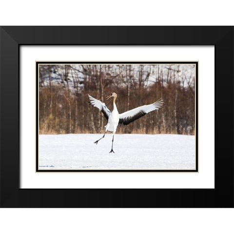 Japan-Hokkaido-Kushiro An immature red-crowned crane spreads its wings in its dance practice Black Modern Wood Framed Art Print with Double Matting by Goff, Ellen