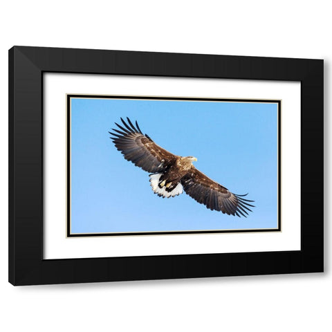 Japan-Hokkaido-Kushiro Portrait of a white-tailed eagle in flight Black Modern Wood Framed Art Print with Double Matting by Goff, Ellen