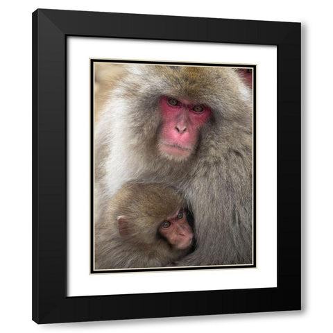 Japan-Nagano Portrait of a Japanese macaque cuddling her baby Black Modern Wood Framed Art Print with Double Matting by Goff, Ellen