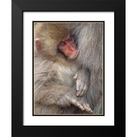 Japan-Nagano A baby Japanese macaque looks out from cuddling in its mothers fur to keep warm Black Modern Wood Framed Art Print with Double Matting by Goff, Ellen