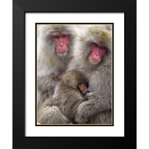 Japan-Nagano Portrait of a Japanese macaque cuddling her baby while a relative sits beside them Black Modern Wood Framed Art Print with Double Matting by Goff, Ellen