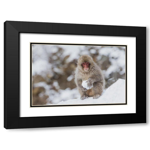 Japan-Nagano A young Japanese macaque plays with a snowball Black Modern Wood Framed Art Print with Double Matting by Goff, Ellen