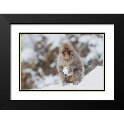 Japan-Nagano A young Japanese macaque plays with a snowball Black Modern Wood Framed Art Print with Double Matting by Goff, Ellen