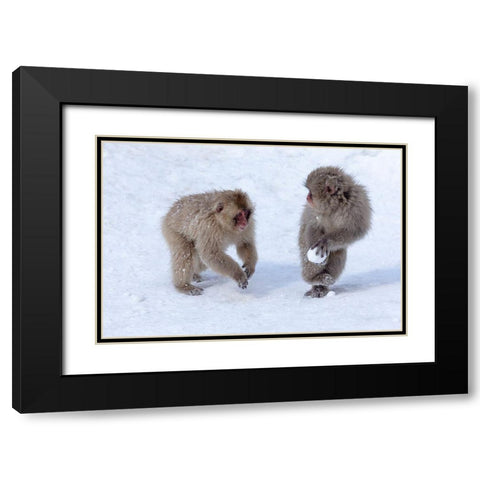 Japan-Nagano Young Japanese macaques play with a snowball Black Modern Wood Framed Art Print with Double Matting by Goff, Ellen