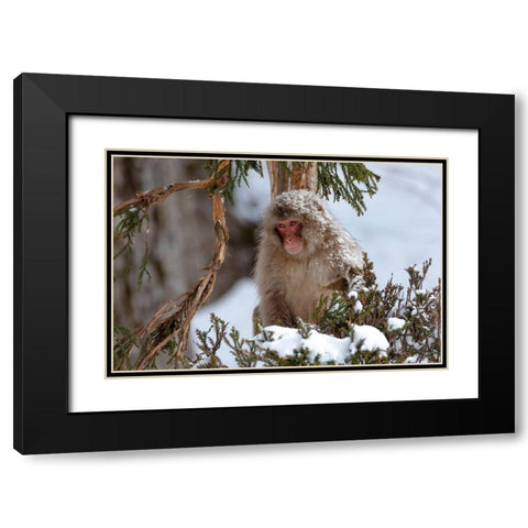 Japan-Nagano An adult Japanese snow monkey sits in a cedar tree Black Modern Wood Framed Art Print with Double Matting by Goff, Ellen