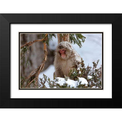 Japan-Nagano An adult Japanese snow monkey sits in a cedar tree Black Modern Wood Framed Art Print with Double Matting by Goff, Ellen