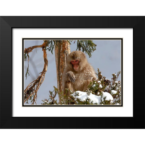 Japan-Nagano An adult Japanese snow monkey sits in a cedar tree Black Modern Wood Framed Art Print with Double Matting by Goff, Ellen