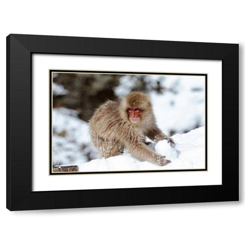 Japan-Nagano A young Japanese macaque plays with a snowball Black Modern Wood Framed Art Print with Double Matting by Goff, Ellen