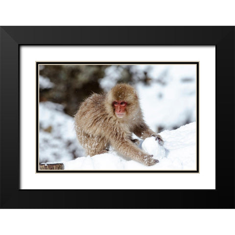 Japan-Nagano A young Japanese macaque plays with a snowball Black Modern Wood Framed Art Print with Double Matting by Goff, Ellen