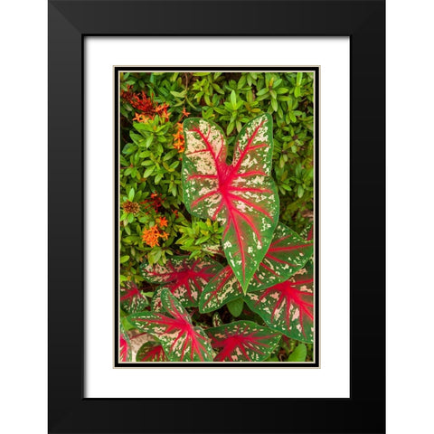 Close-up of green and red leaves of a Caladium bicolor Black Modern Wood Framed Art Print with Double Matting by Haseltine, Tom