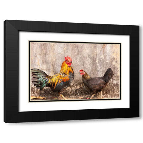 Laos- Luang Prabang. Chickens. A rooster and a hen. Black Modern Wood Framed Art Print with Double Matting by Haseltine, Tom