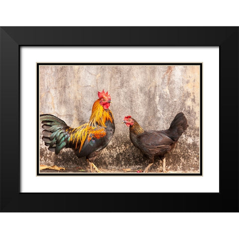 Laos- Luang Prabang. Chickens. A rooster and a hen. Black Modern Wood Framed Art Print with Double Matting by Haseltine, Tom