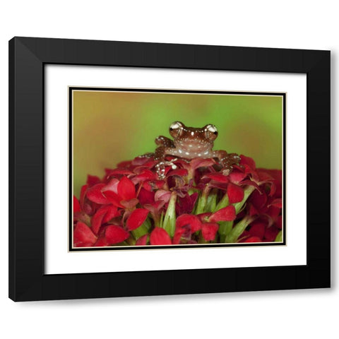 Borneo Cinnamon Tree Frog on red flowers Black Modern Wood Framed Art Print with Double Matting by Flaherty, Dennis