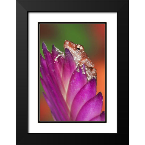 Borneo Close-up of Cinnamon Tree Frog Black Modern Wood Framed Art Print with Double Matting by Flaherty, Dennis