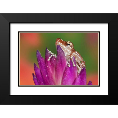 Borneo Close-up of Cinnamon Ttree Frog Black Modern Wood Framed Art Print with Double Matting by Flaherty, Dennis