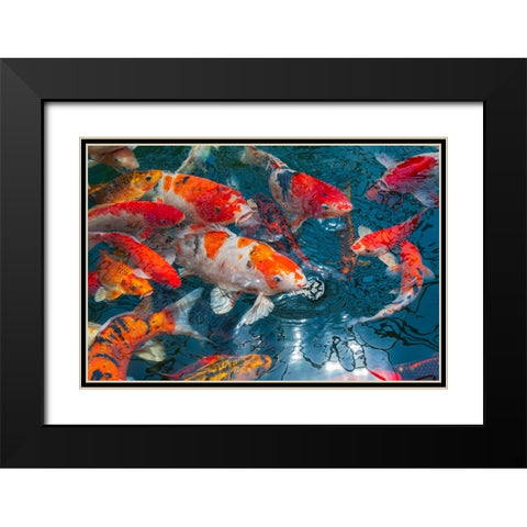 Malaysia- Malacca (Melaka). Close-up of koi fish. Black Modern Wood Framed Art Print with Double Matting by Haseltine, Tom