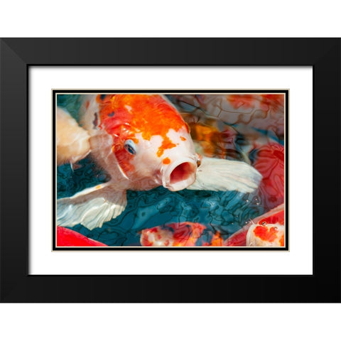 Malaysia- Malacca (Melaka). Close-up of koi fish. Black Modern Wood Framed Art Print with Double Matting by Haseltine, Tom