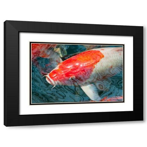 Malaysia- Malacca (Melaka). Close-up of koi fish. Black Modern Wood Framed Art Print with Double Matting by Haseltine, Tom