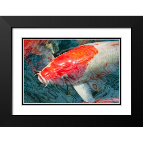Malaysia- Malacca (Melaka). Close-up of koi fish. Black Modern Wood Framed Art Print with Double Matting by Haseltine, Tom