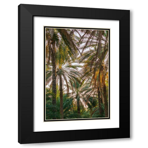 Middle East-Arabian Peninsula-Oman-Ad Dakhiliyah-Nizwa-Palm trees in Nizwa-Oman Black Modern Wood Framed Art Print with Double Matting by Wilson, Emily M.