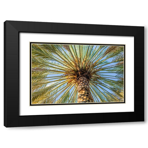 Middle East-Arabian Peninsula-Oman-Ad Dakhiliyah-Nizwa-Palm tree against blue sky in Nizwa-Oman Black Modern Wood Framed Art Print with Double Matting by Wilson, Emily M.