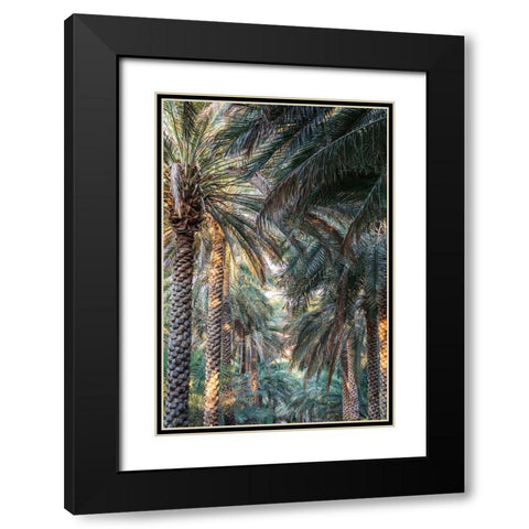 Middle East-Arabian Peninsula-Oman-Ad Dakhiliyah-Nizwa-Palm trees in Nizwa-Oman Black Modern Wood Framed Art Print with Double Matting by Wilson, Emily M.