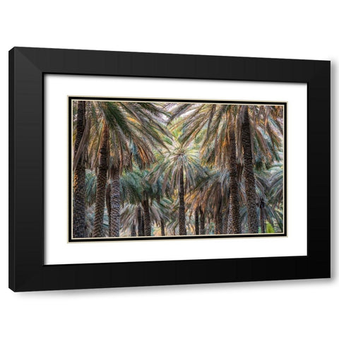 Middle East-Arabian Peninsula-Oman-Ad Dakhiliyah-Nizwa-Palm trees in Nizwa-Oman Black Modern Wood Framed Art Print with Double Matting by Wilson, Emily M.
