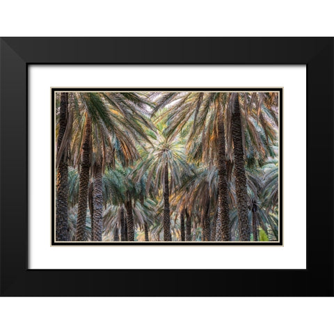 Middle East-Arabian Peninsula-Oman-Ad Dakhiliyah-Nizwa-Palm trees in Nizwa-Oman Black Modern Wood Framed Art Print with Double Matting by Wilson, Emily M.