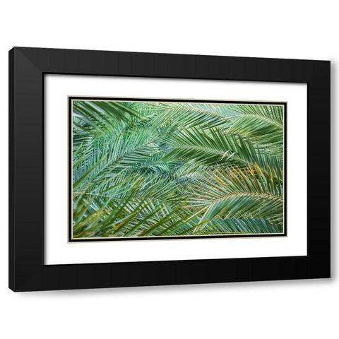 Middle East-Arabian Peninsula-Oman-Ad Dakhiliyah-Nizwa-Palm tree fronds in Nizwa-Oman Black Modern Wood Framed Art Print with Double Matting by Wilson, Emily M.