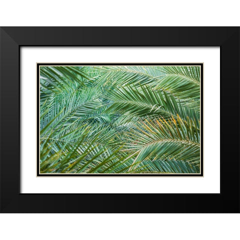 Middle East-Arabian Peninsula-Oman-Ad Dakhiliyah-Nizwa-Palm tree fronds in Nizwa-Oman Black Modern Wood Framed Art Print with Double Matting by Wilson, Emily M.