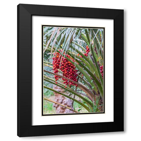 Middle East-Arabian Peninsula-Oman-Ad Dakhiliyah-Nizwa-Dates on a date palm tree in Nizwa-Oman Black Modern Wood Framed Art Print with Double Matting by Wilson, Emily M.