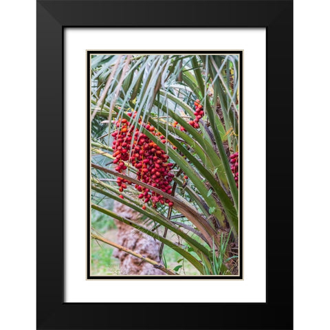 Middle East-Arabian Peninsula-Oman-Ad Dakhiliyah-Nizwa-Dates on a date palm tree in Nizwa-Oman Black Modern Wood Framed Art Print with Double Matting by Wilson, Emily M.