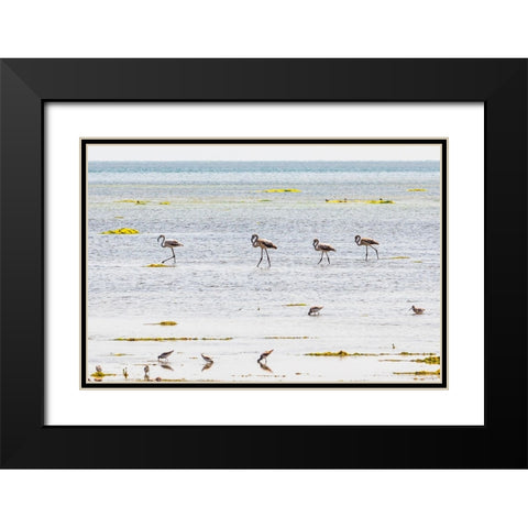 Middle East-Arabian Peninsula-Al Batinah South-Mahout-Flamingos Black Modern Wood Framed Art Print with Double Matting by Wilson, Emily M.