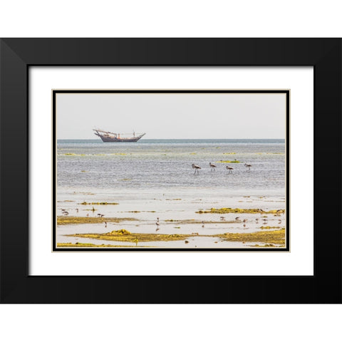 Middle East-Arabian Peninsula-Al Batinah South-Mahout-Flamingos Black Modern Wood Framed Art Print with Double Matting by Wilson, Emily M.