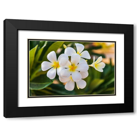 Middle East-Arabian Peninsula-Oman-Muscat-Quriyat-Plumeria blossoms in a garden Black Modern Wood Framed Art Print with Double Matting by Wilson, Emily M.