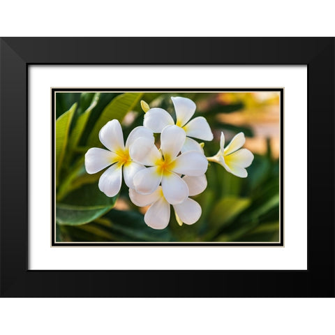 Middle East-Arabian Peninsula-Oman-Muscat-Quriyat-Plumeria blossoms in a garden Black Modern Wood Framed Art Print with Double Matting by Wilson, Emily M.