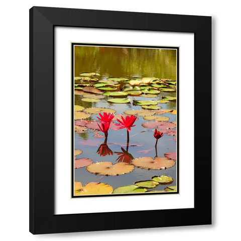 Thailand Royal Park Ratchaphruek Water lilies Black Modern Wood Framed Art Print with Double Matting by Haseltine, Tom