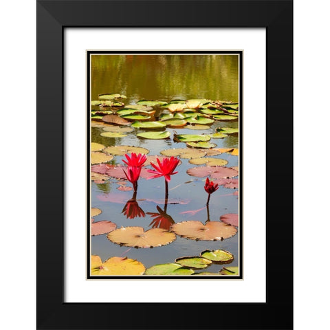 Thailand Royal Park Ratchaphruek Water lilies Black Modern Wood Framed Art Print with Double Matting by Haseltine, Tom