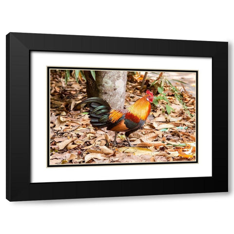 Thailand-Nong Khai Province Rooster Black Modern Wood Framed Art Print with Double Matting by Haseltine, Tom